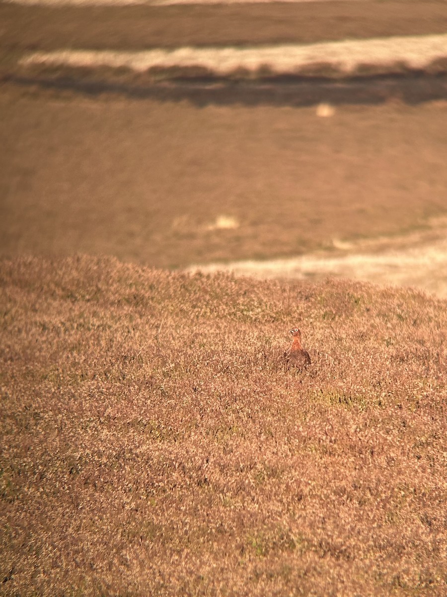 Red Grouse - ML646141697