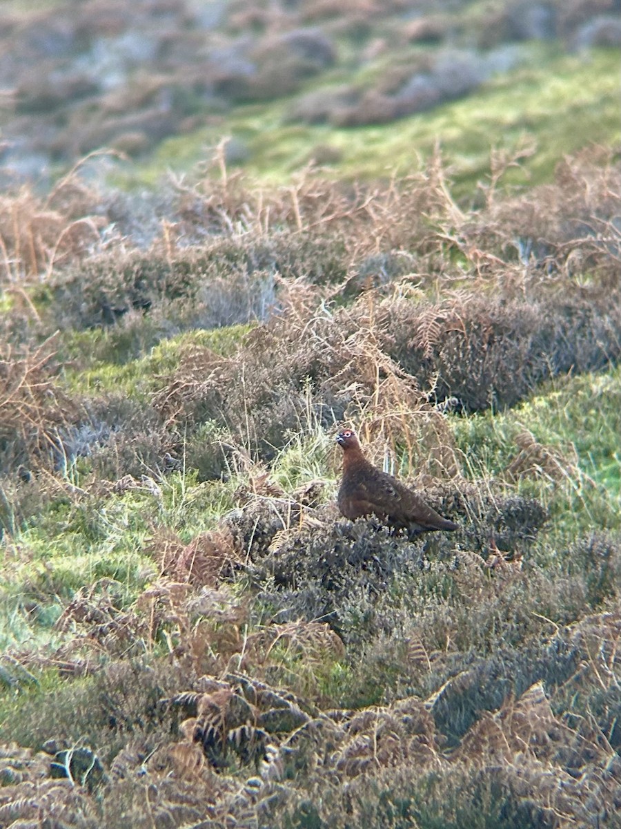 Red Grouse - ML646141698