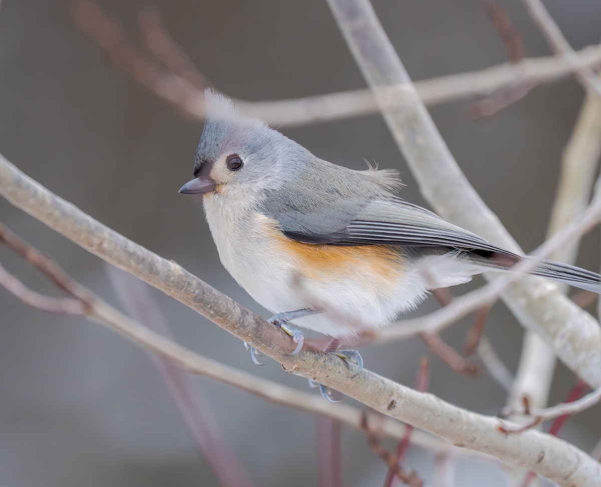 sýkora rezavoboká - ML646141699