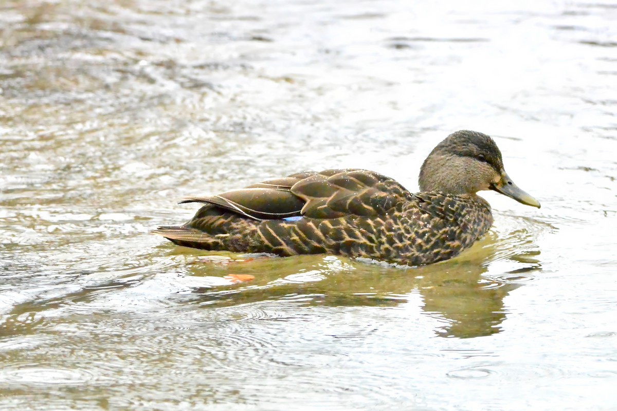 American Black Duck - ML646141700