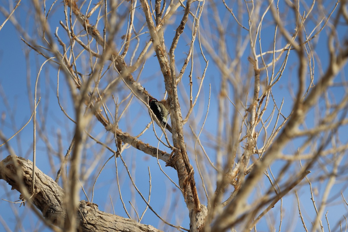 Red-naped Sapsucker - ML646141701