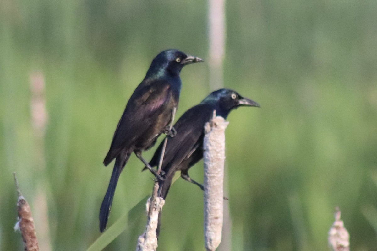 Zanate Común - ML646141707