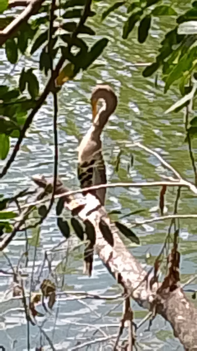 Anhinga - ML646141708