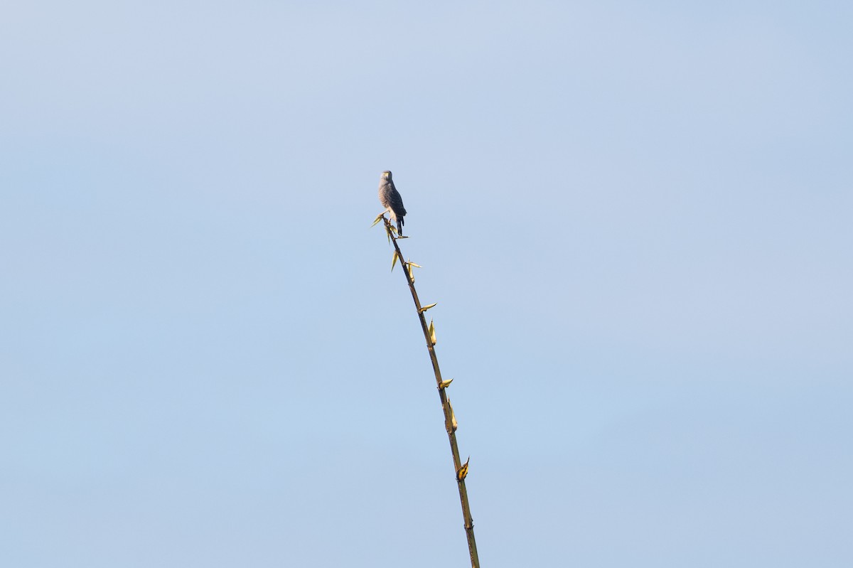 Roadside Hawk - ML646141714