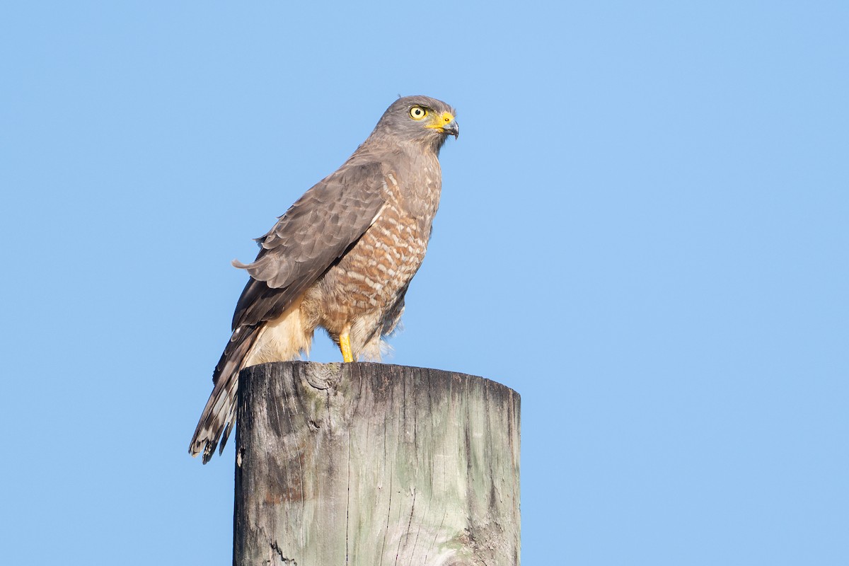 Roadside Hawk - ML646141715