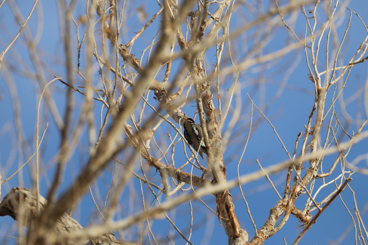 Red-naped Sapsucker - ML646141717