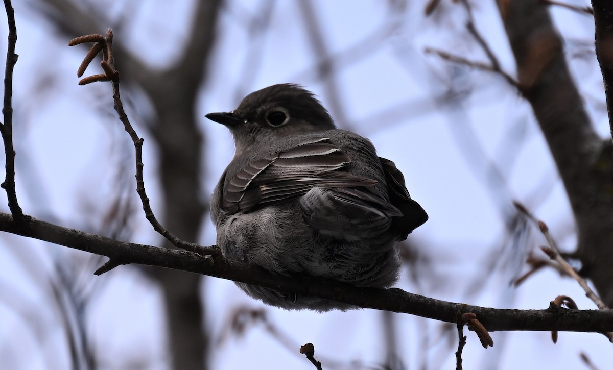 Townsend's Solitaire - ML646141719