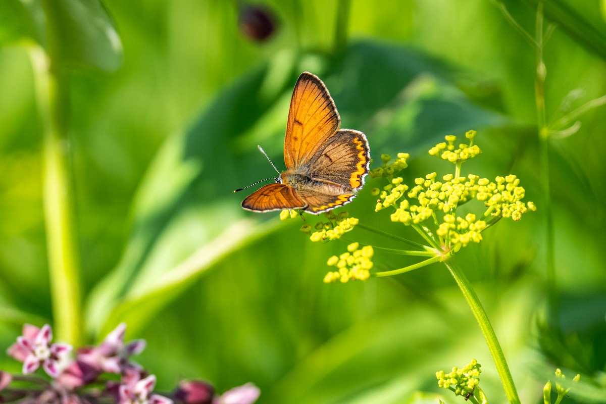 Bronze Copper - ML646141720