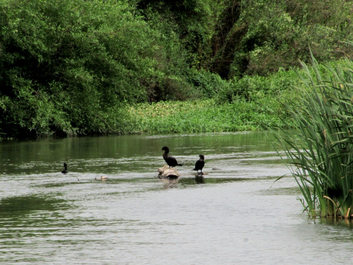 Neotropic Cormorant - ML646141725
