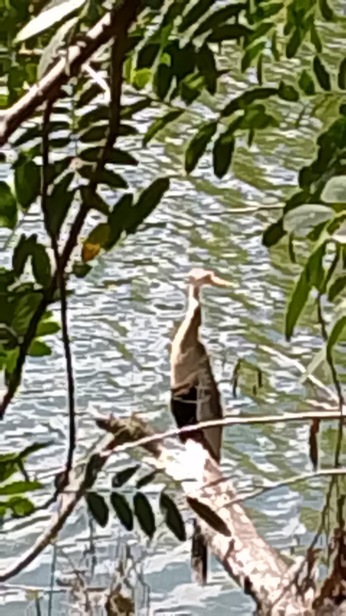 Anhinga - ML646141728