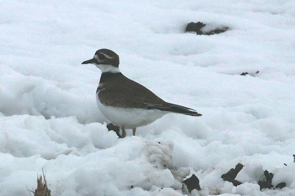 Killdeer - ML646141733