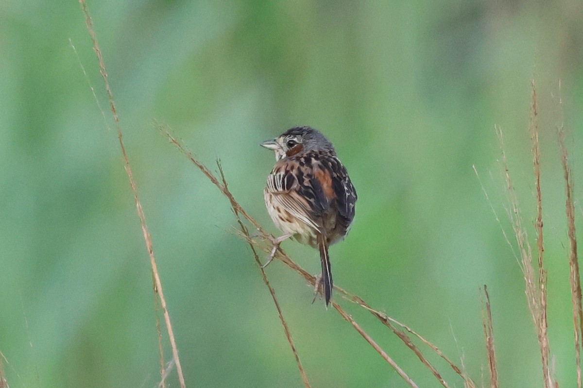 Chestnut-eared Bunting - ML646141741