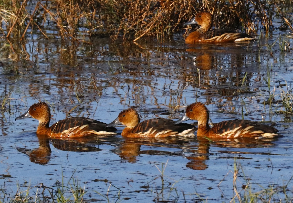 Fulvous Whistling-Duck - ML646141745