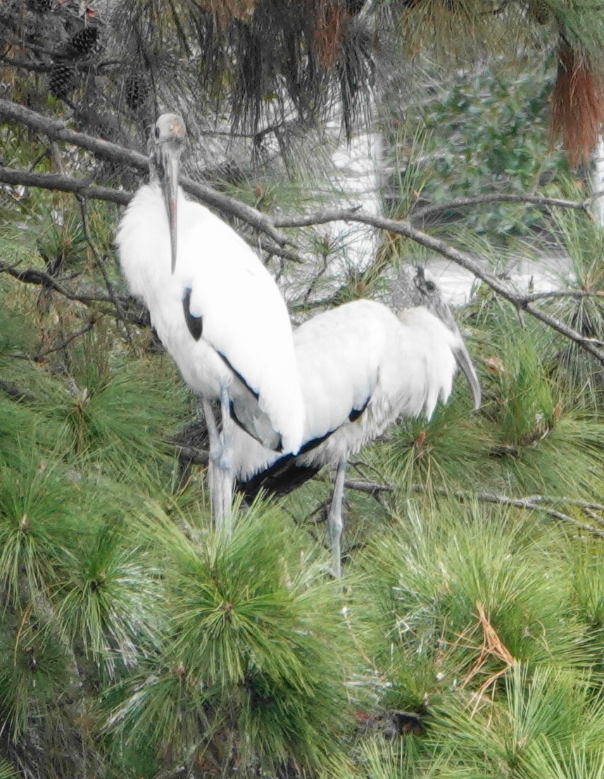 Wood Stork - ML646141749