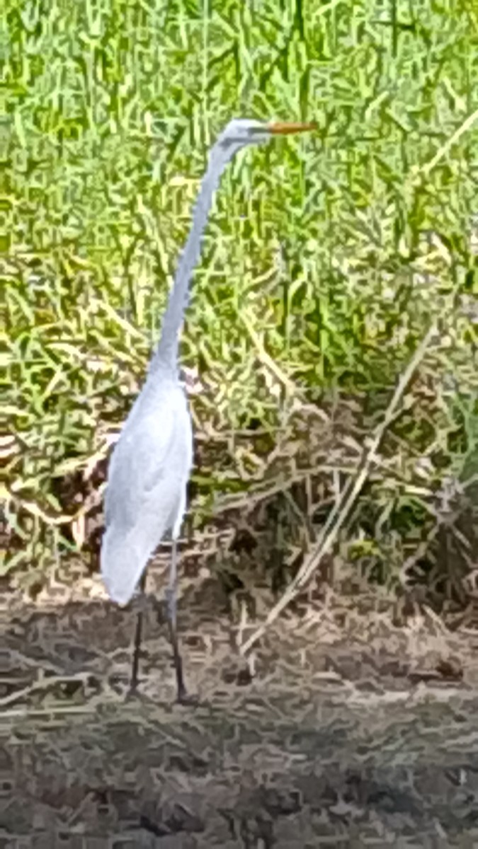 Great Egret - ML646141750