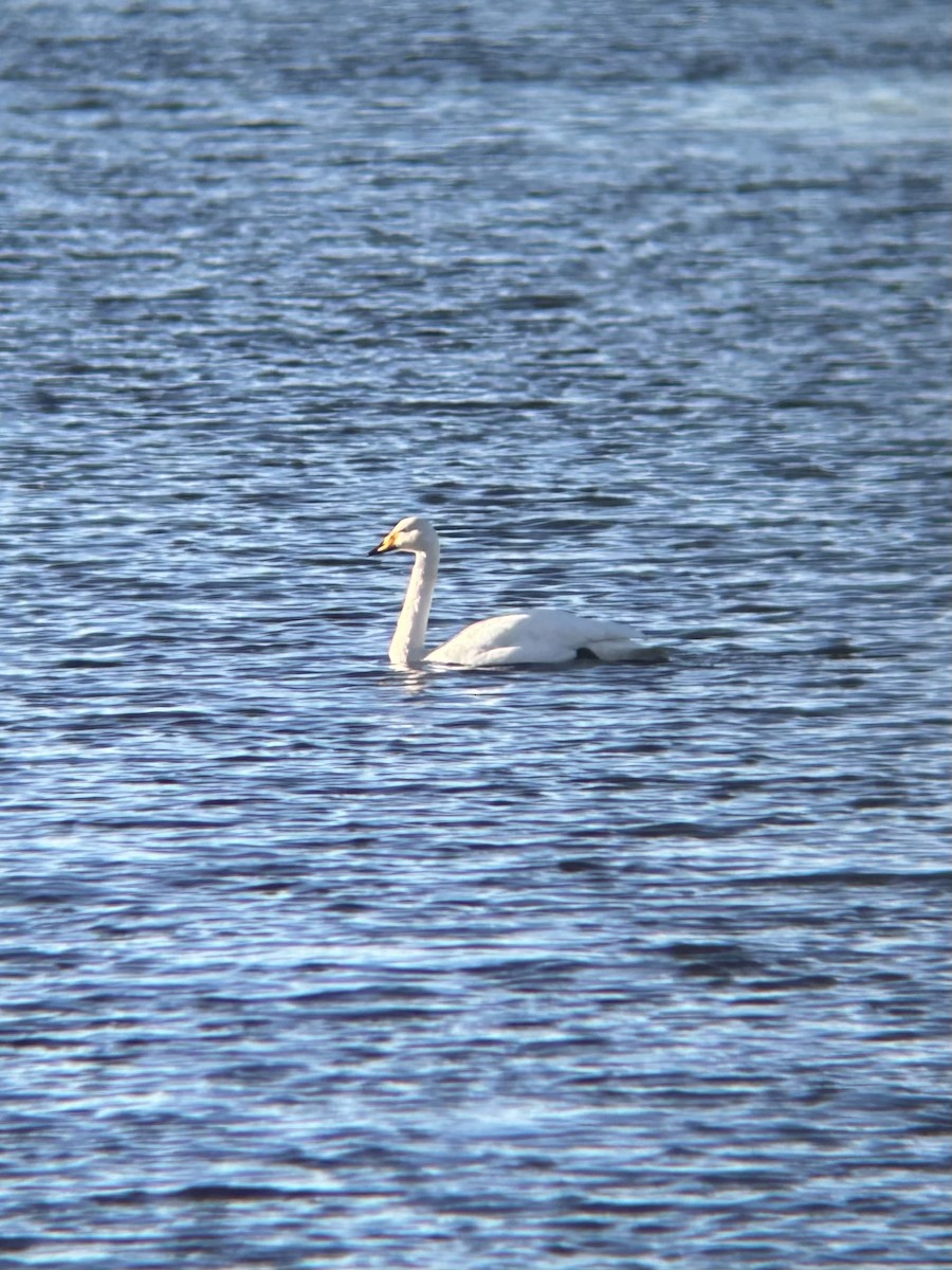 黃嘴天鵝 - ML646141751