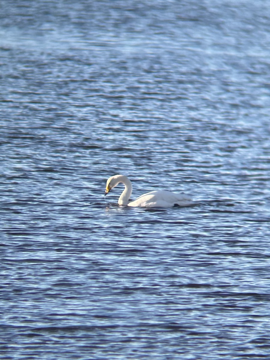 黃嘴天鵝 - ML646141752
