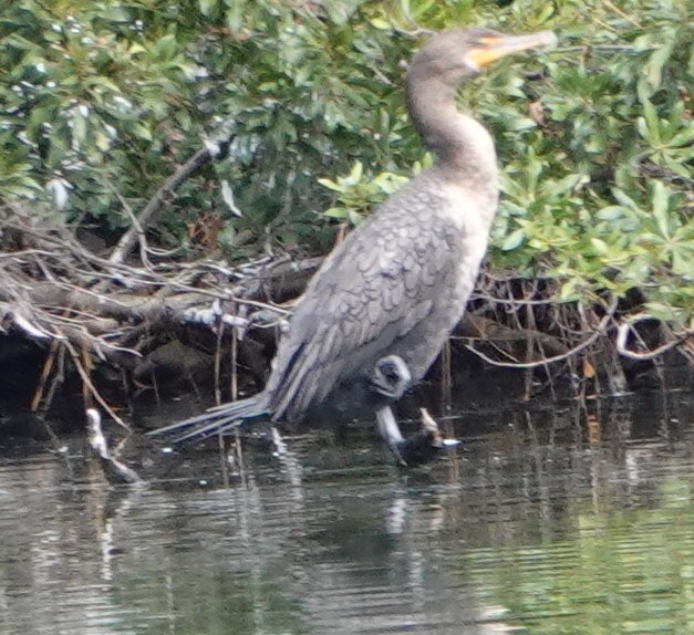 Double-crested Cormorant - ML646141754