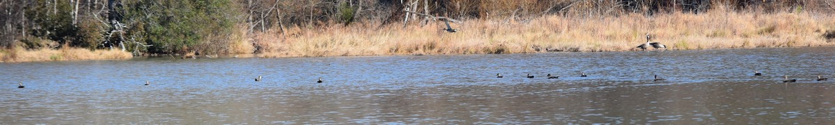 オカヨシガモ - ML646141756