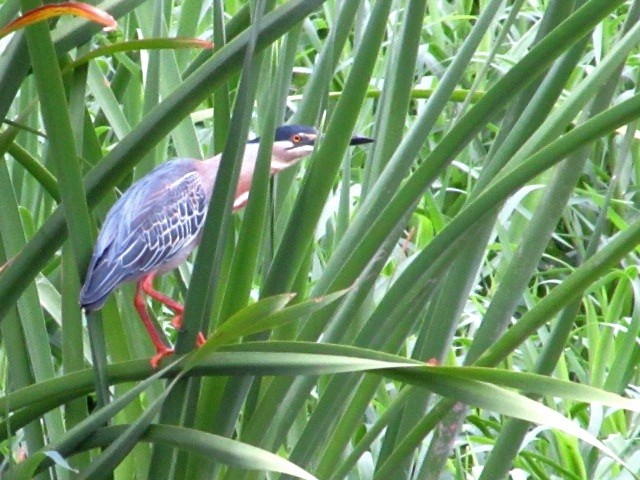 Striated Heron - ML646141757
