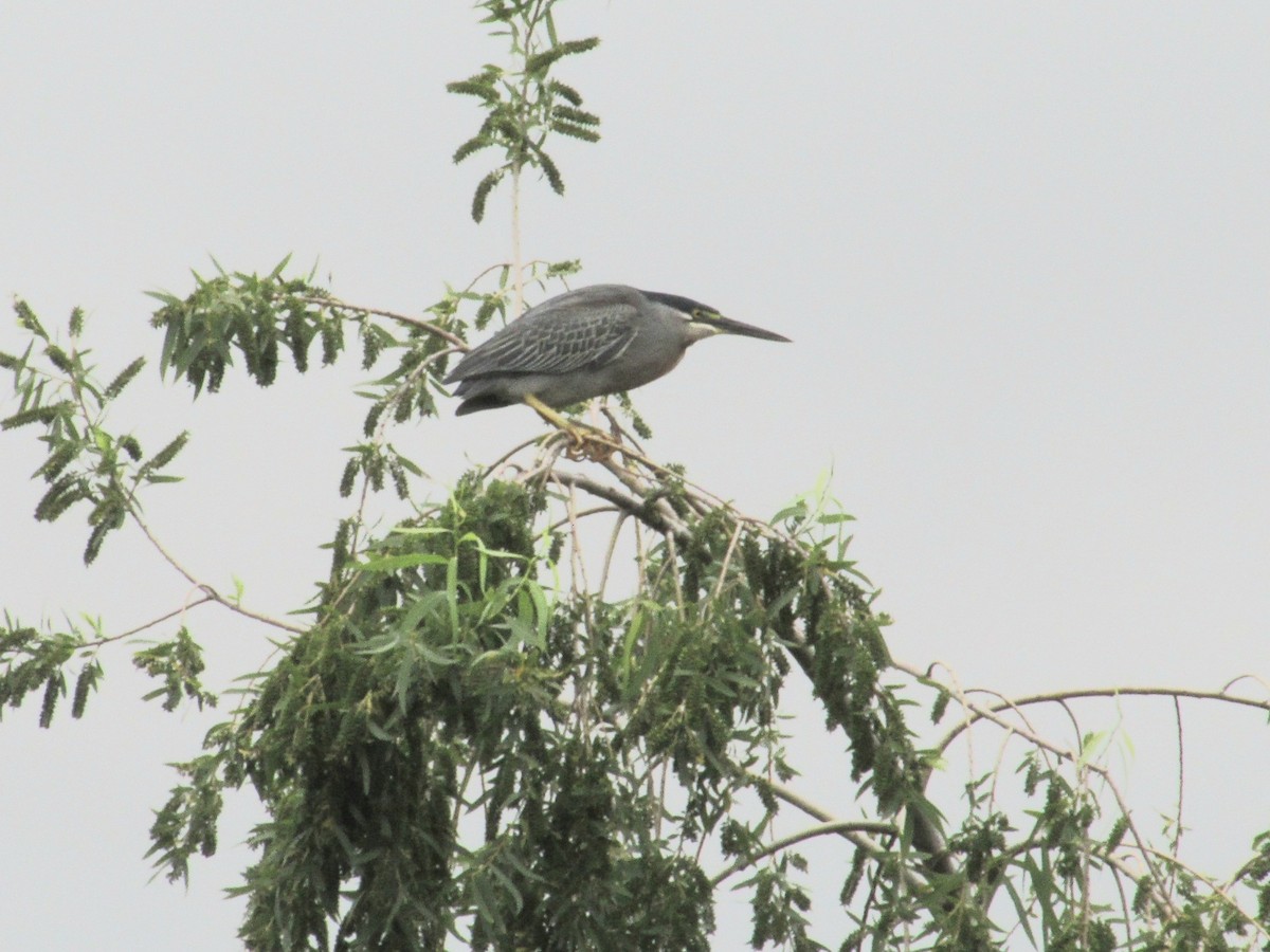 Striated Heron - ML646141758