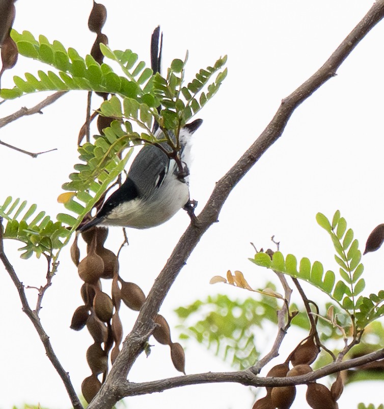 Tropical Gnatcatcher - ML646141759
