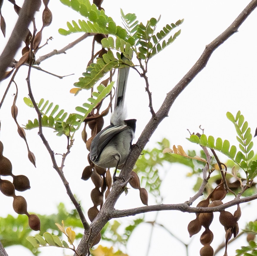 Tropical Gnatcatcher - ML646141760