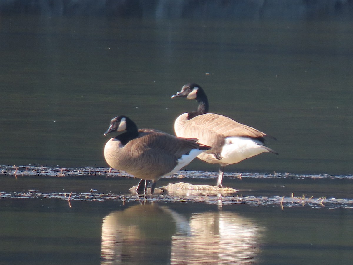 Canada Goose - ML646141761