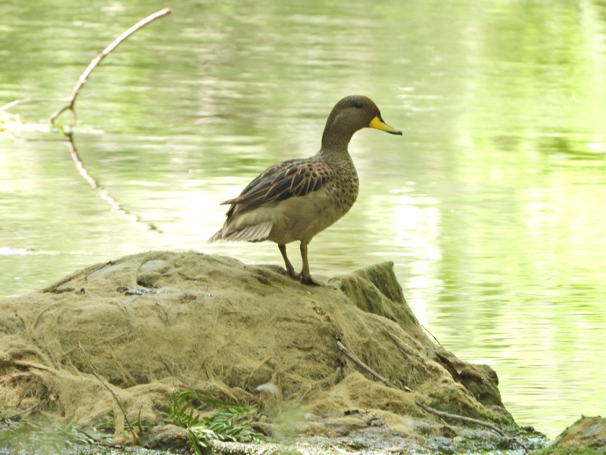Yellow-billed Teal - ML646141762