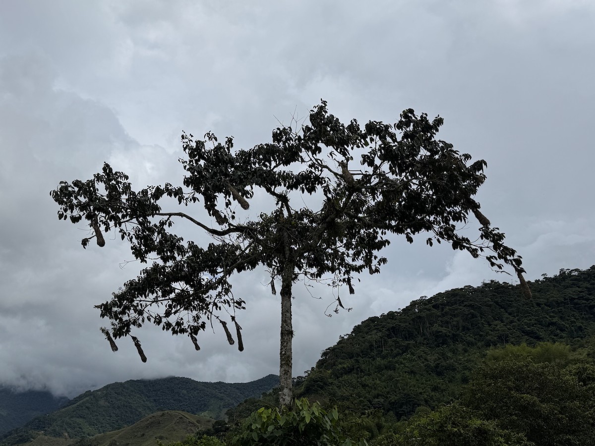 Chestnut-headed Oropendola - ML646141765