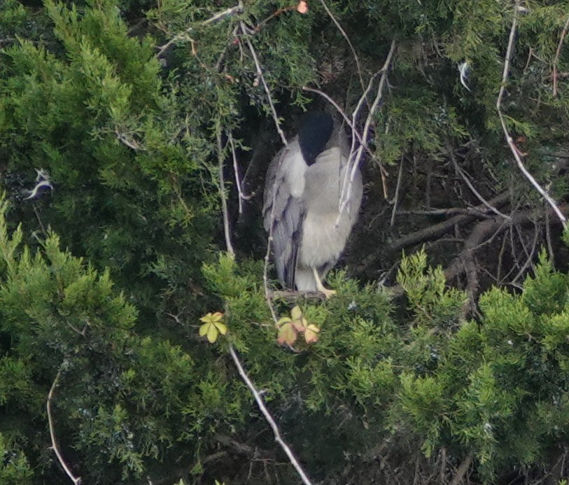 Black-crowned Night Heron - ML646141767