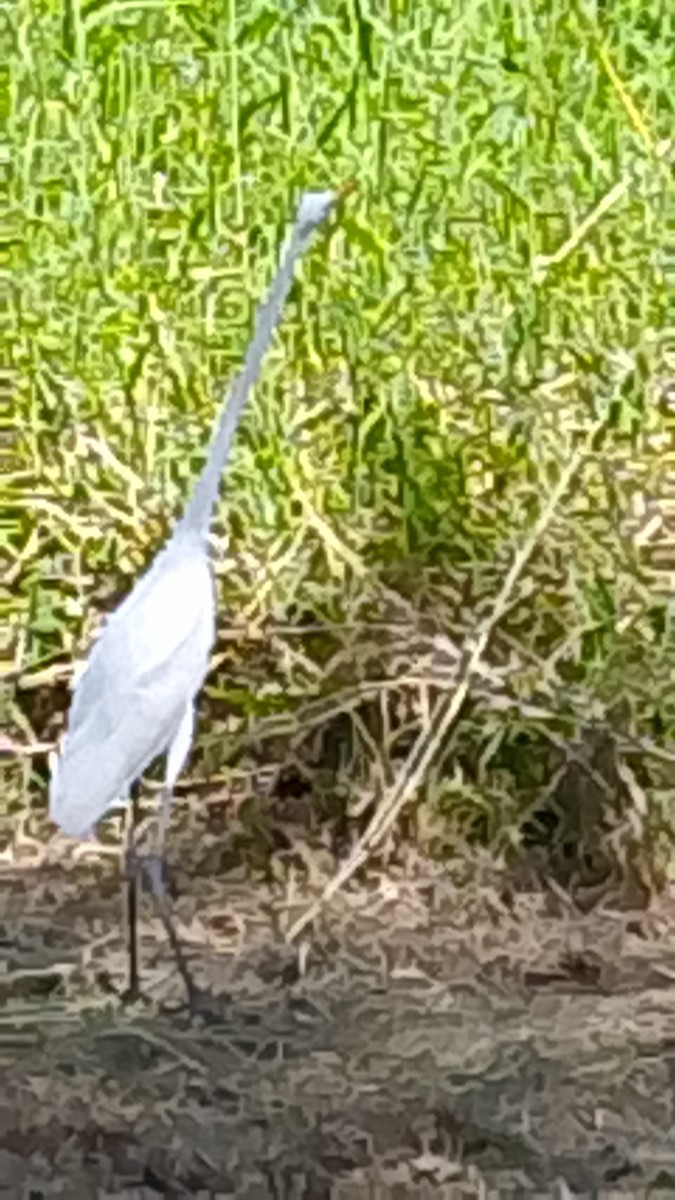 Great Egret - ML646141770