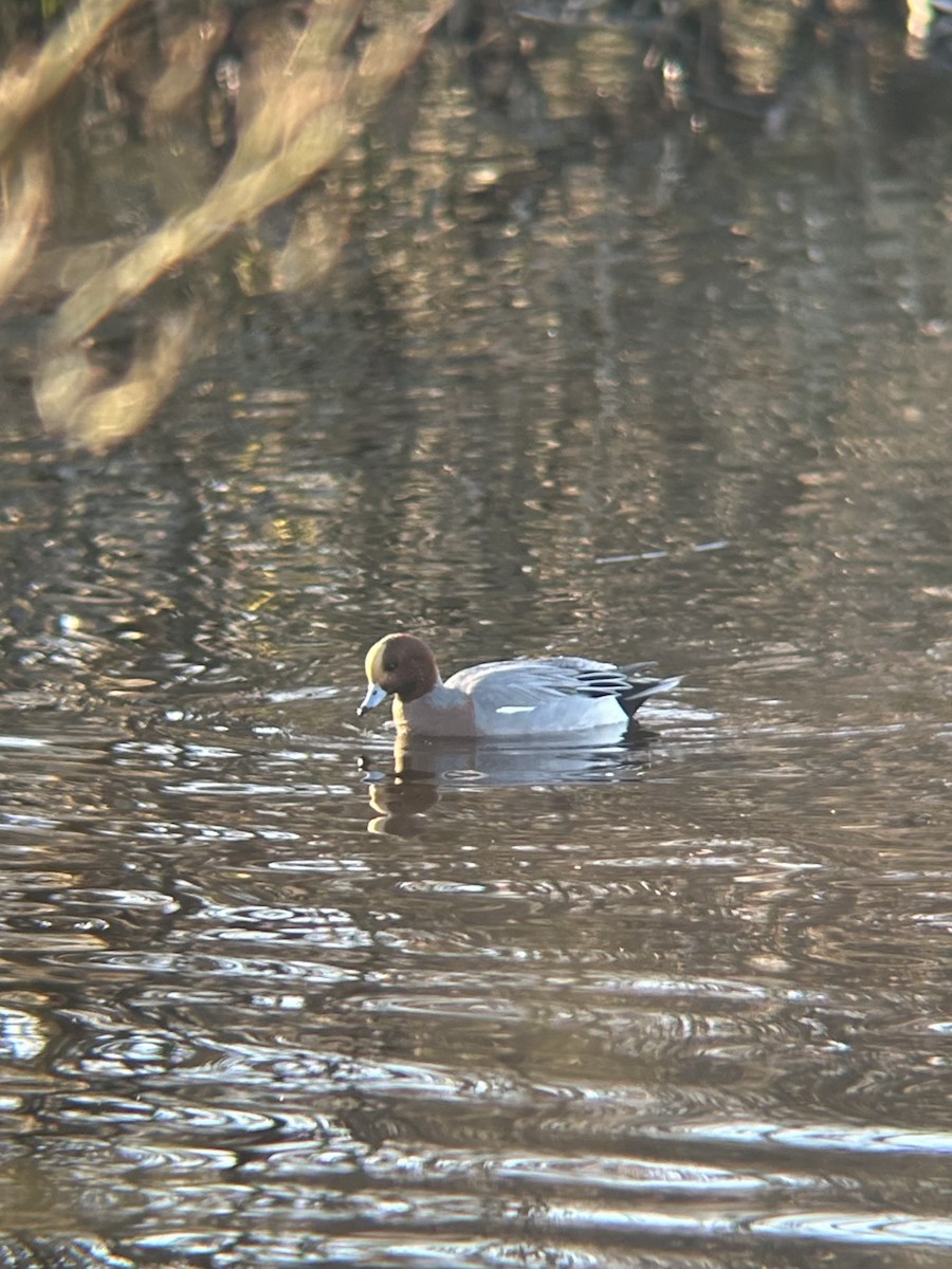 赤頸鴨 - ML646141772
