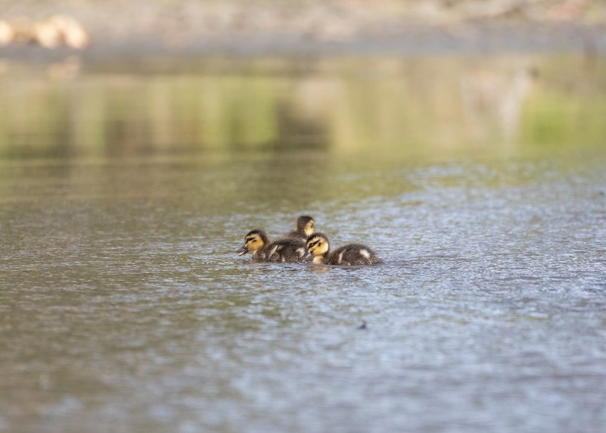 Pacific Black Duck - ML646141773
