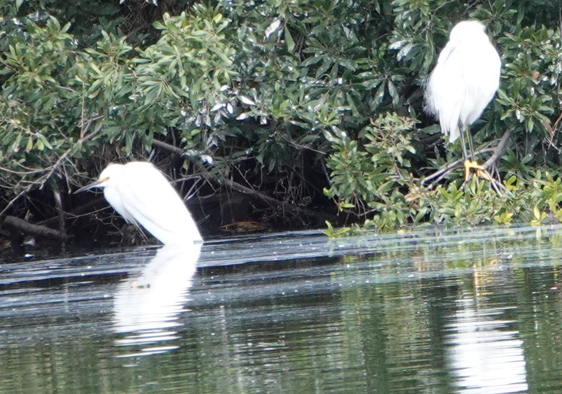 Snowy Egret - ML646141776