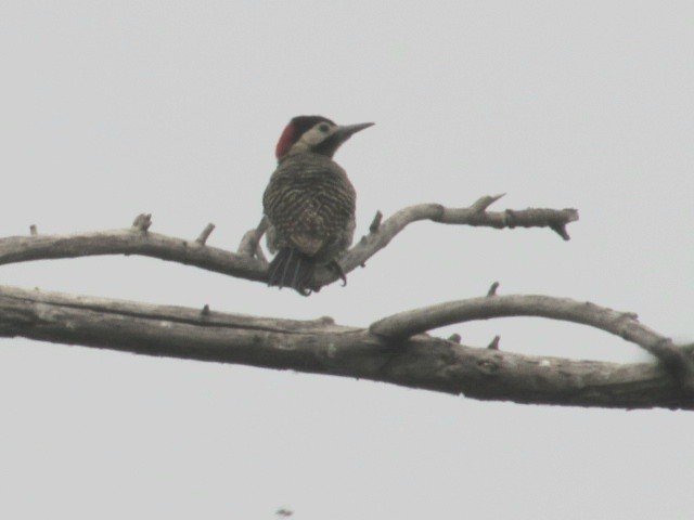 Grünbindenspecht - ML646141777