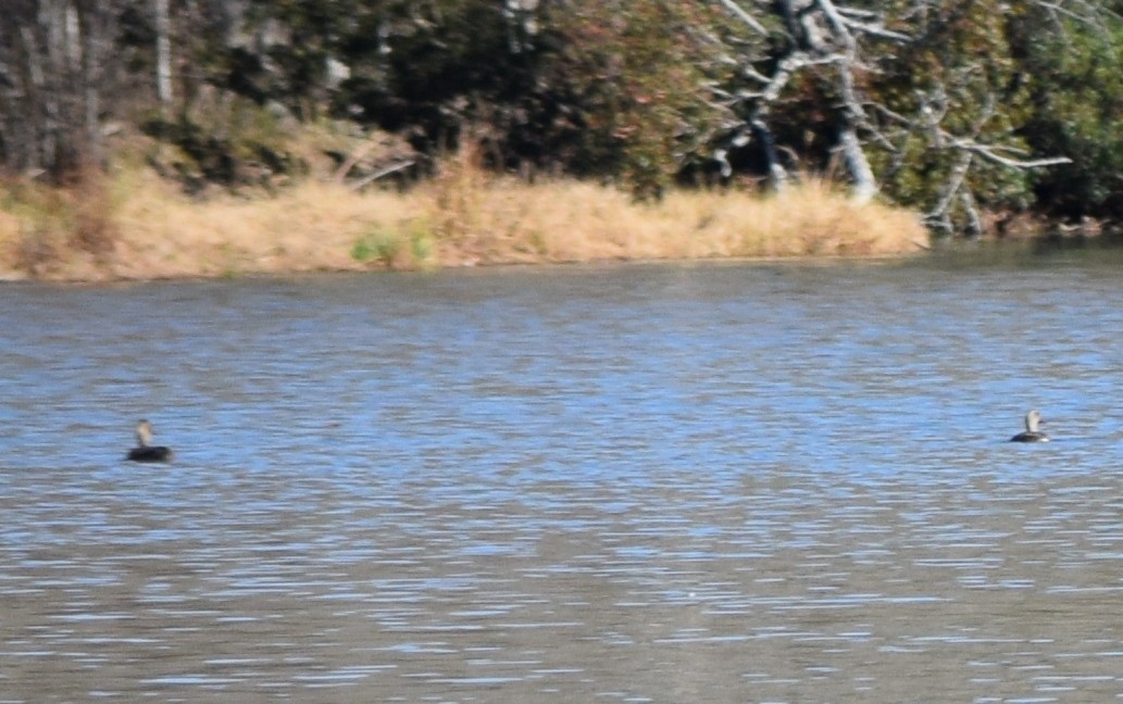 オカヨシガモ - ML646141778