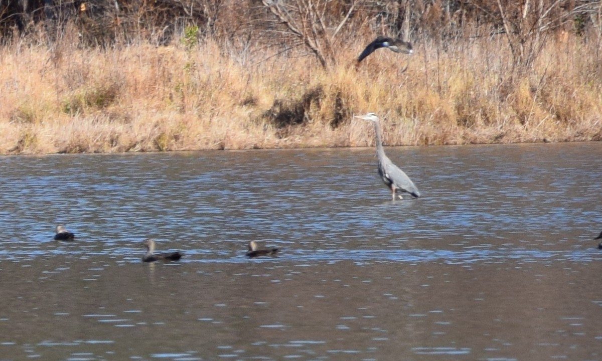 オカヨシガモ - ML646141779