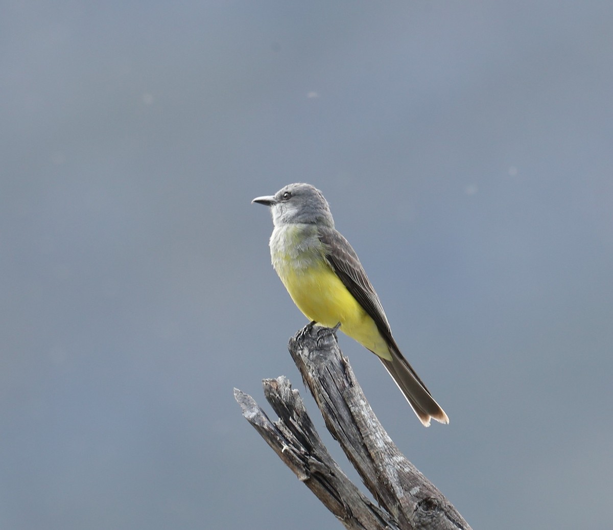 Tropical Kingbird - ML646141780