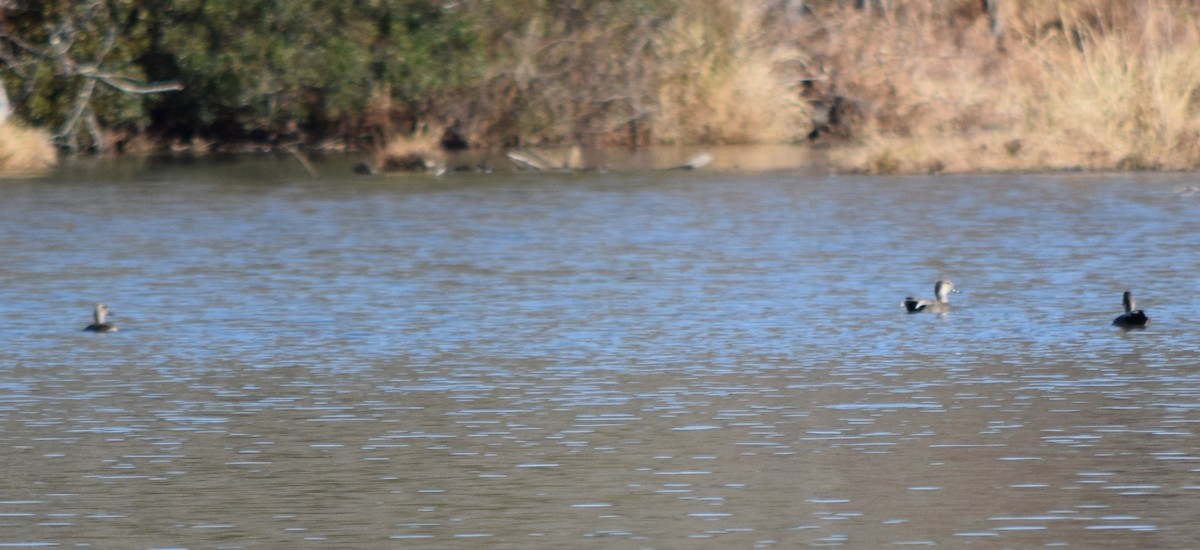 オカヨシガモ - ML646141783