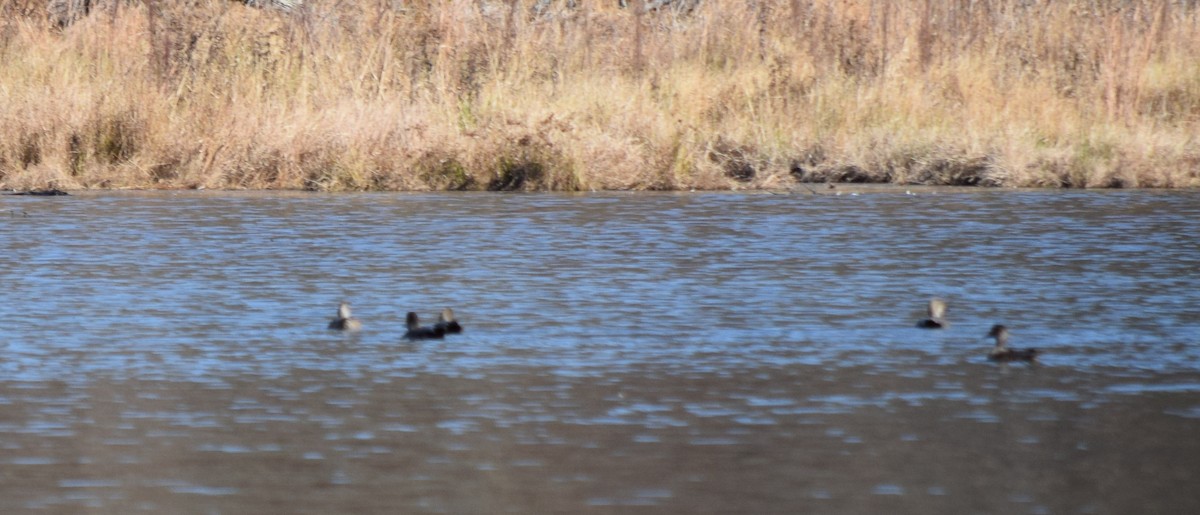 オカヨシガモ - ML646141784