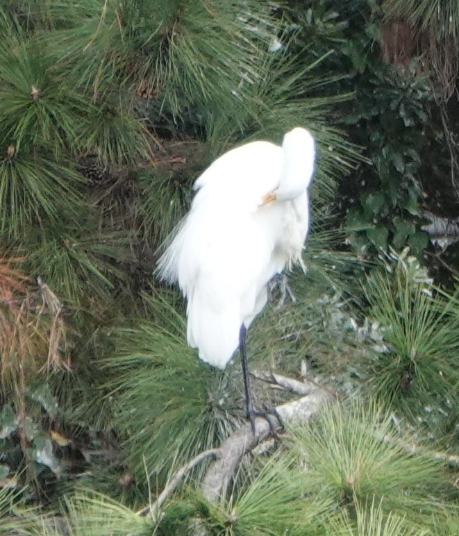 volavka bílá - ML646141787