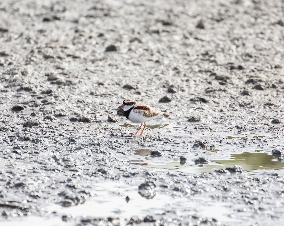 Чернолобый зуёк - ML646141789