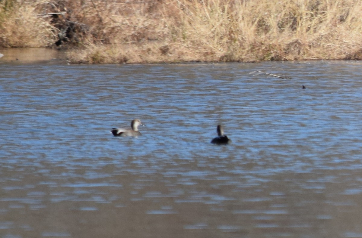 オカヨシガモ - ML646141795