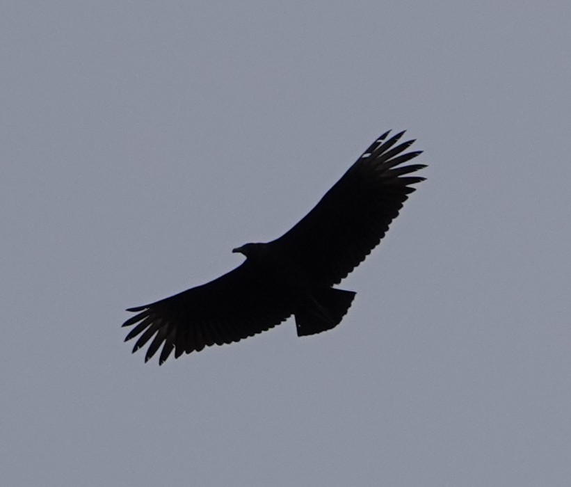 Black Vulture - ML646141796