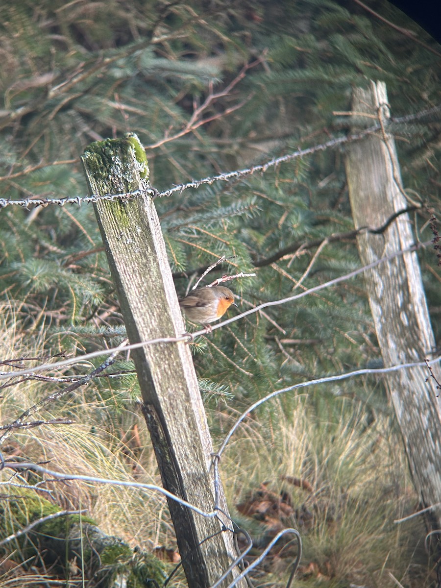 Зарянка - ML646141797