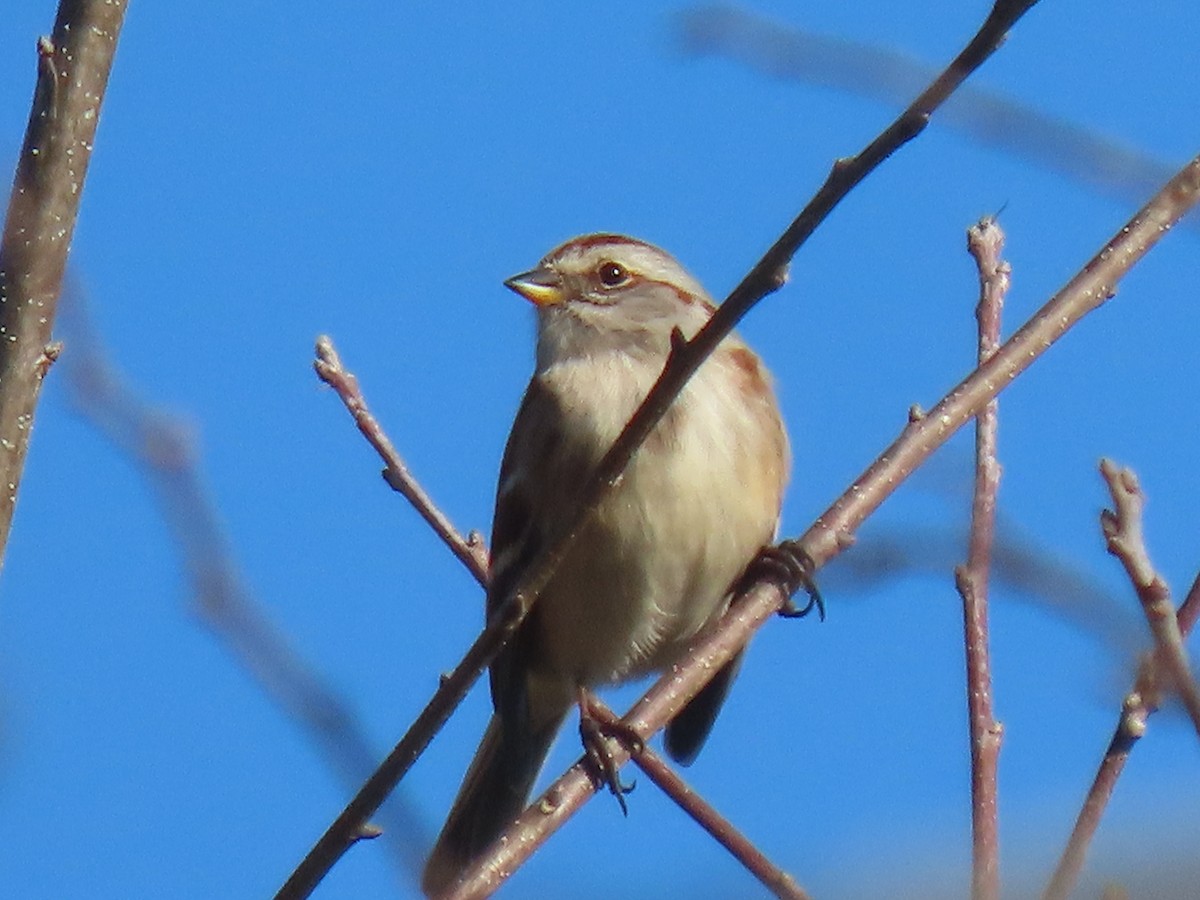 Воробьиная овсянка - ML646141809