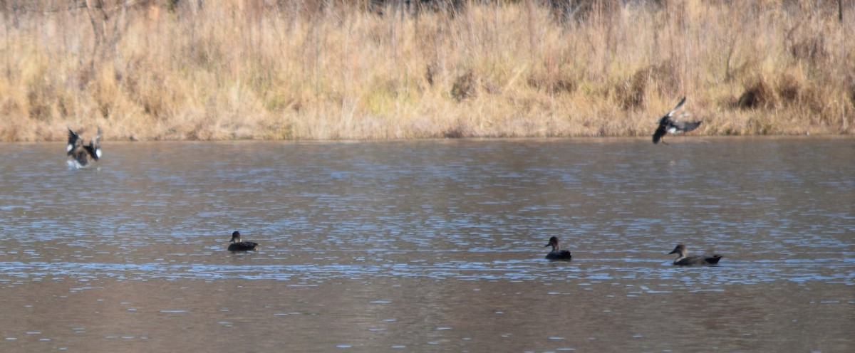 Серая утка - ML646141813