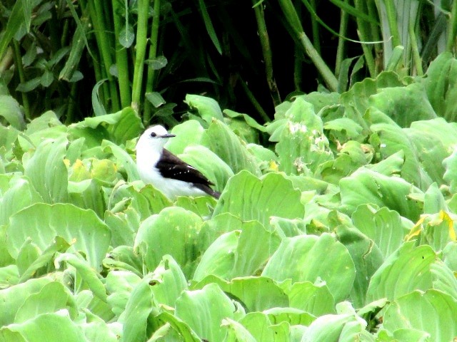 Черноспинный мухолов - ML646141814