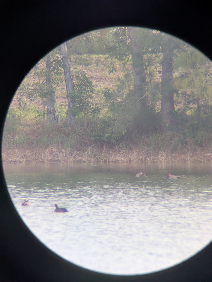 Американский нырок - ML646141817